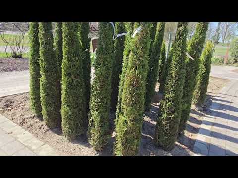 Видео: Прогулка по цветочному магазину Wohlhüter