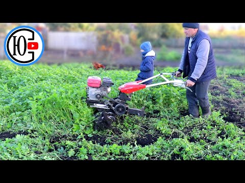 Видео: Як фрезерує гірчицю ЛЕГКИЙ МОТОБЛОК???