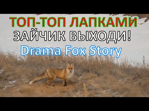 Видео: Лиса на Манок!Как по нотам.Топ-топ лапками,выходи Зайчик!