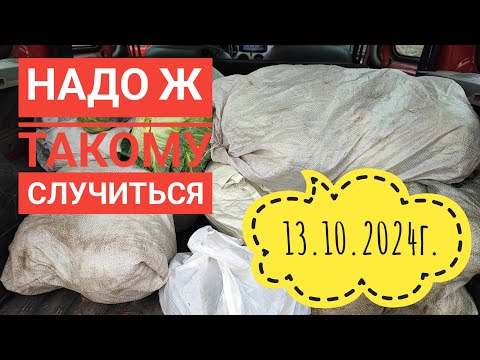 Видео: Собрали урожай капусты и расстроились/Эксперимент с малиной #влог#огород#сибирь#дача#жизнь#урожай