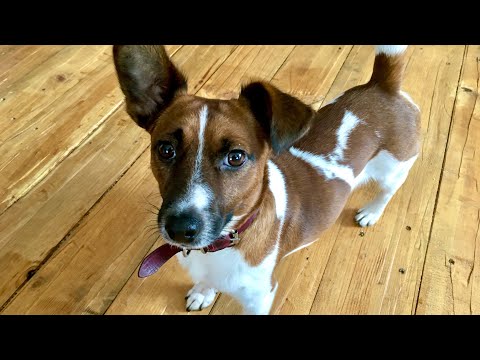 Видео: взяли агрессивного 1,5 годовалого джек рассела/ купили дёшево смородину в светофоре