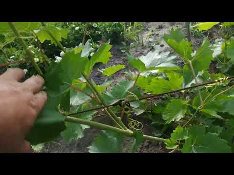 Видео: Виноград 2й год.  Режем на обратный рост или урожай ???