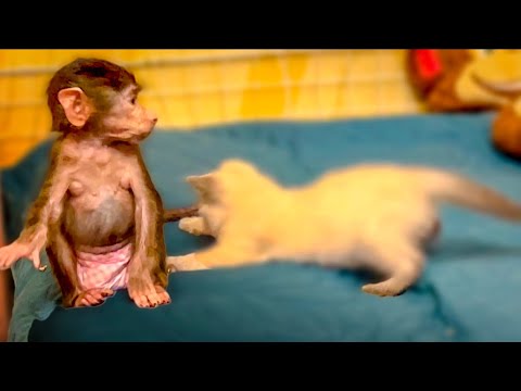 Видео: Степашка с Басиком ИГРАЮТ в ФУТБОЛ, а Маняшка наедает фигуру!