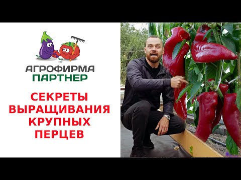 Видео: СЕКРЕТЫ ВЫРАЩИВАНИЯ КРУПНЫХ ПЕРЦЕВ