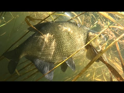 Видео: В ПОИСКЕ САМОЙ БОЛЬШОЙ РЫБЫ - ПОДВОДНАЯ ОХОТА . SPEARFISHING