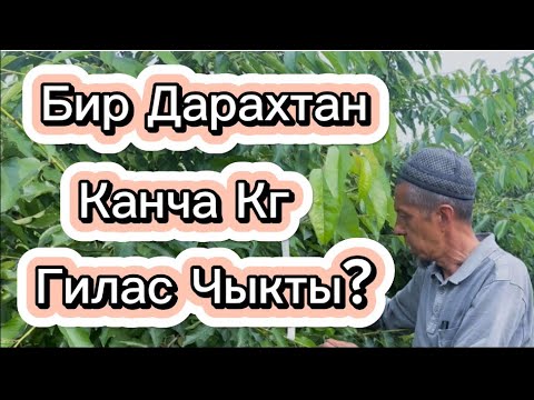 Видео: Бир Дарахтан Канча Кг Гилас Чыкты