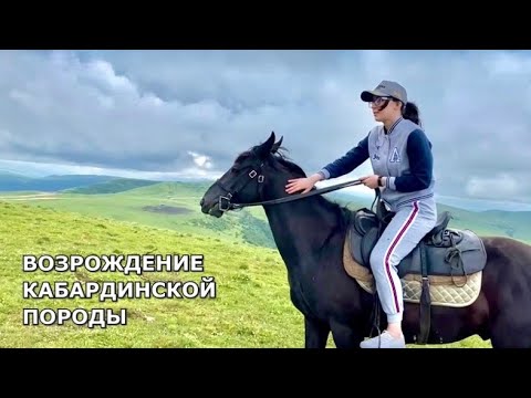 Видео: Жизнь табуна кабардинских лошадей. Конезаводчики Шогеновы / Ляна Джэнкс