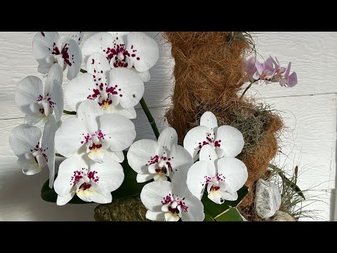 Видео: Мое Орхидейное  (Phalenopsis) Дерево