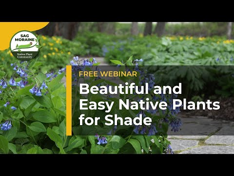 Видео: Красивые и неприхотливые местные растения для тени