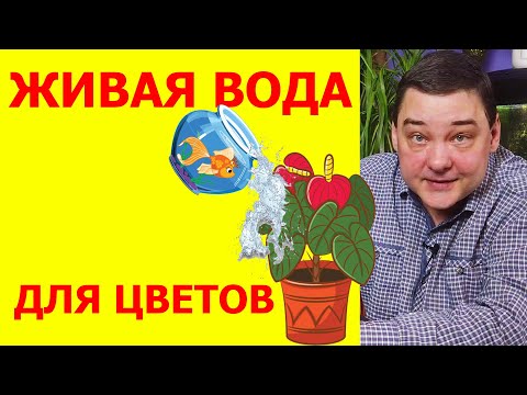 Видео: Живая вода – обязательно, да! [Бесплатная подкормка для цветов]
