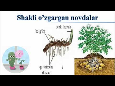 Видео: Shakli o'zgargan novdalar 6 Biologiya 19-Mavzu / Шакли узгарган новдалар