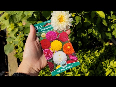 Видео: Жоржина Помпон з насіння , що виросло в результаті?