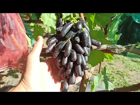 Видео: Кишмиш "Аватар" и в этом году стабилен! Тел,WhatsApp и Telegram : 8-918-43-794-43