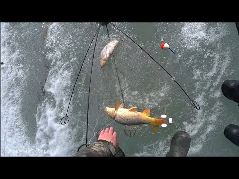 Видео: Сазаны рвут хапуги и разгибают крючки! Супер рыбалка!