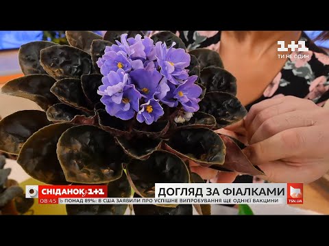 Видео: Как ухаживать за фиалкой, чтобы она цвела дольше — советы Антонины Лесик