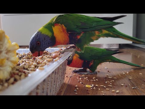 Видео: 🦜 ТОША и ГЛАША! СПАСИБО ВАМ ТАТЬЯНА ЗА ЭТО ПРЕКРАСНОЕ ИМЯ!