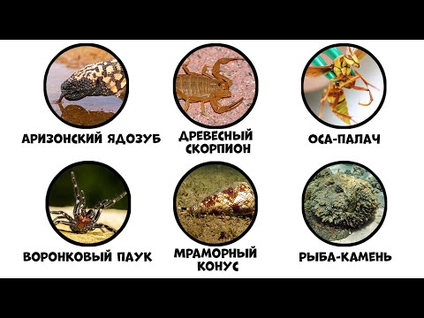 Видео: Все самые опасные ядовитые животные за 11 минут
