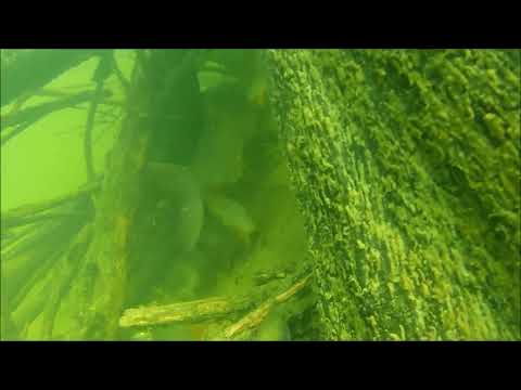 Видео: Охота в корчах на большой реке