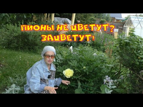 Видео: Почему не цветут пионы?