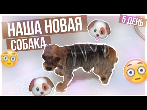Видео: Наша НОВАЯ собака???/ПЯТНИЦА