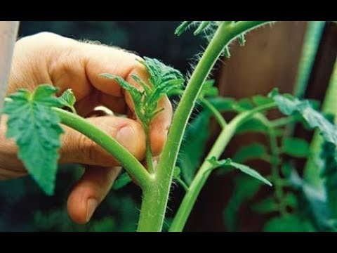 Видео: Пасынкование томатов - как его делаю я