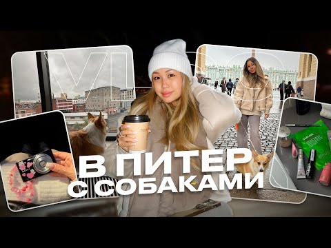 Видео: vlog: в Питер с собаками, Блэсси заболела😢 пробуем Crumble Cookies🍪