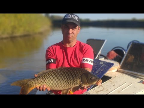 Видео: Осенняя рыбалка. Сазан на Ахтубе