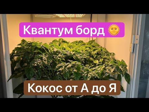 Видео: Выращивание на кокосе. Кокосовый субстрат от А до Я. Простым языком