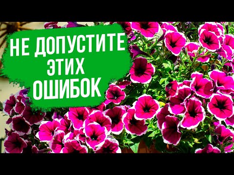 Видео: Делимся секретами выращивания пышной петунии!