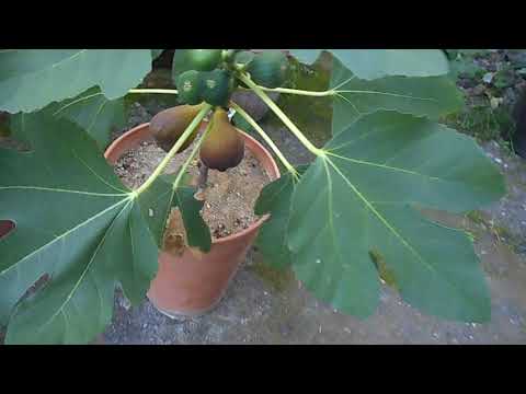 Видео: Выращивание азимины в средней полосе