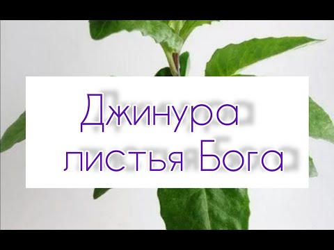 Видео: Джинура - листья Бога