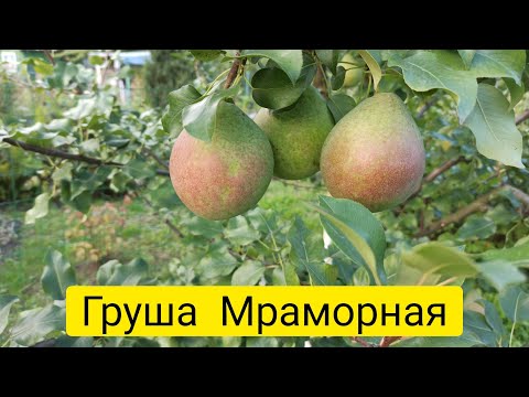 Видео: Груша Мраморная. Как растет южная груша в Подмосковье.