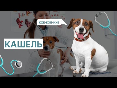 Видео: 🎥 Подробная видео-лекция о причинах и лечении кашля у собак