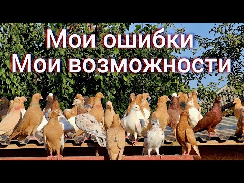 Видео: Голуби ошибки и возможности