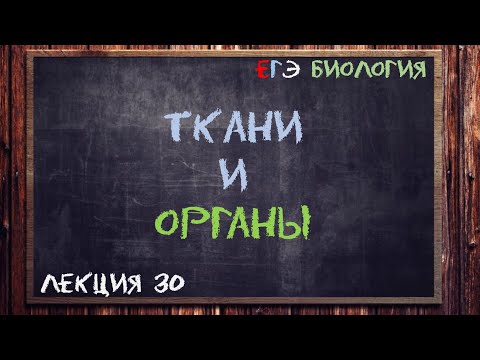 Видео: Л.30 | ТКАНИ И ОРГАНЫ | ОБЩАЯ БИОЛОГИЯ ЕГЭ