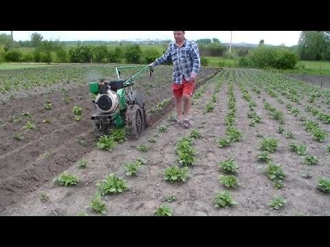 Видео: Окучивание картофеля дисковыми окучниками с применением ходоуменьшителя