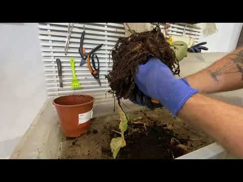 Видео: Спасаем калатею!