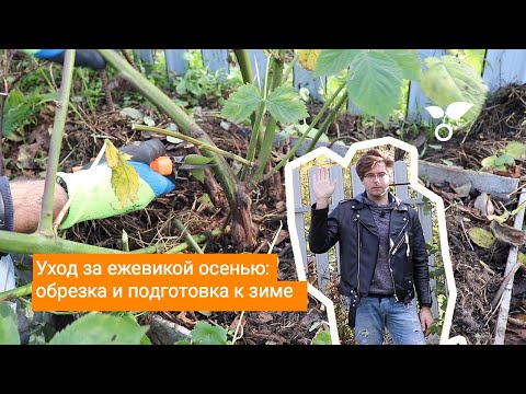 Видео: Уход за ежевикой осенью: обрезка и подготовка к зиме