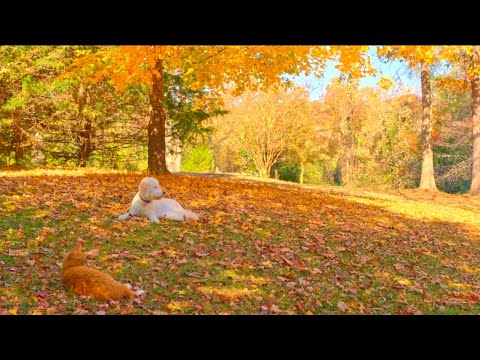 Видео: Расслабляющий осенний плейлист для фортепиано и гитары 🍂 Милое видео о дружбе кошки и собаки
