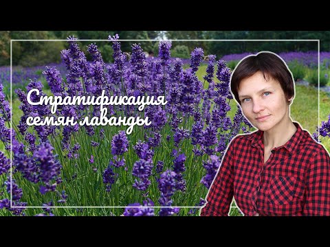 Видео: Стратификация семян лаванды: способы и особенности