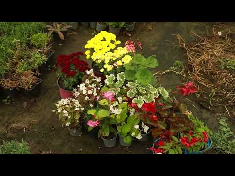 Видео: ВАЙН МАХКАХЬ ХАЗАЛЛА КХУЛЛУШ БЕРШ. ЗЕЗАГАШ.ЛЕХАМАШ