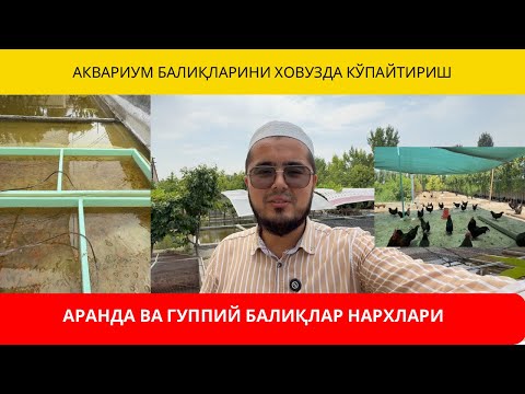Видео: ХОВУЗДА АКВАРИУМ БАЛИҚЛАРИНИ БОҚИШ | ГУППИЙ ХАМДА АРАНДАЛАР НАРХЛАРИ