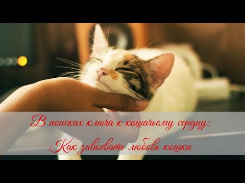 Видео: В поисках ключа к кошачьему сердцу  Как завоевать любовь кошки How to win the love of a cat