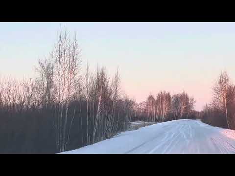 Видео: Нашествие косуль в Курганской области 🦌