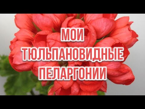 Видео: Мои тюльпановидные пеларгонии. Выпук от 12.02.22