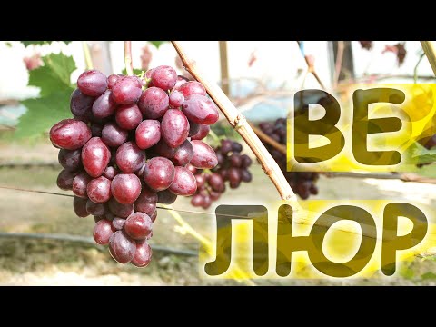 Видео: ВЕЛЮР 🍇🍇🍇 ОБЗОР. БЕЛАРУСЬ 2023