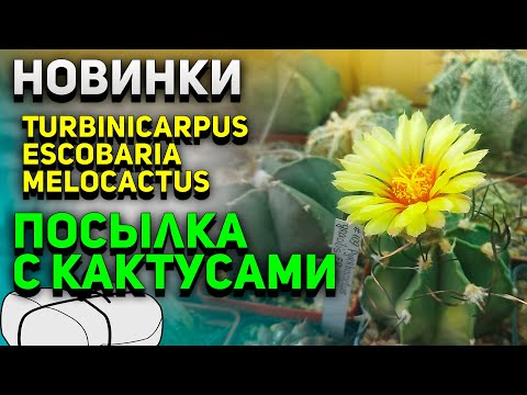 Видео: Мои новые кактусы. Уход за кактусами.