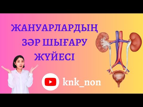 Видео: ҰБТ да кемінде 5 балл беретін сабақ. Жануарлардың зәр шығару жүйесі. Выделительная система животных