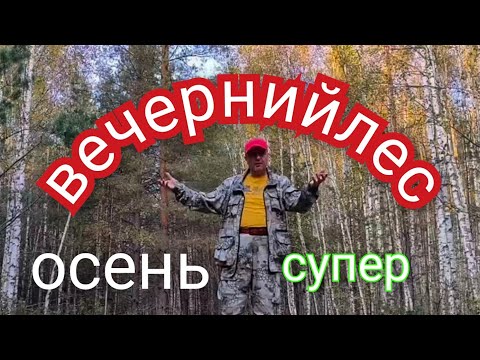 Видео: ВЕЧЕРОМ В ЛЕСУ БЕЛЫХ МНОГО.#грибы #белые #лес 