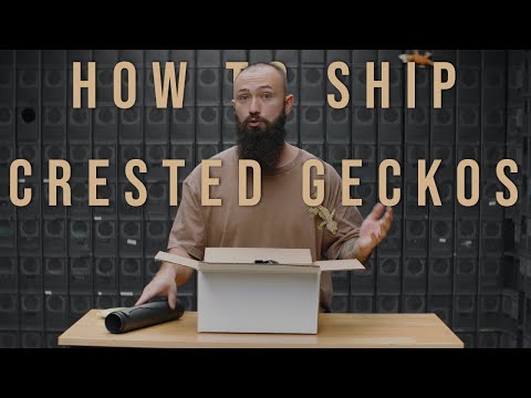 Видео: Как перевозить бананоедов